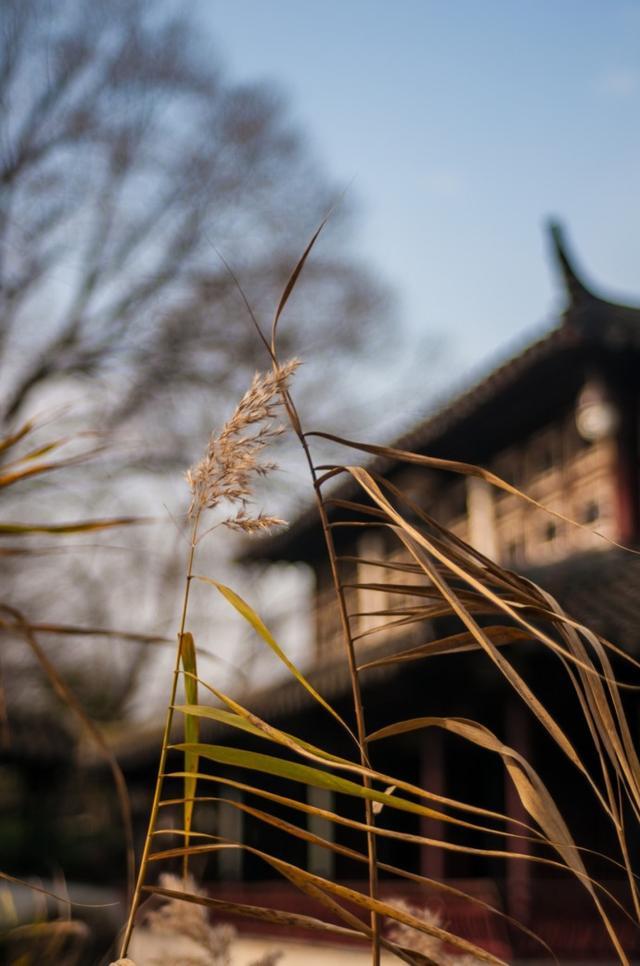 组图:鹈鹕五人上双擒懦夫 浓眉扣篮杜兰特跳投|panda sports(图1) panda sports