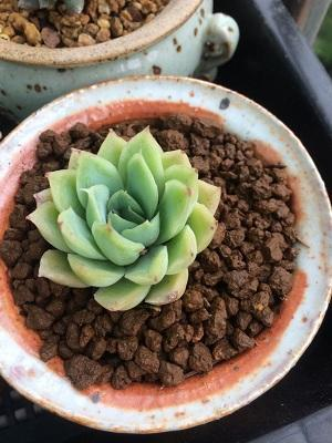 “xiongmao体育”索帅发狠话!重点培养拉什福德,将来能和凯恩比高低(图2) panda sports