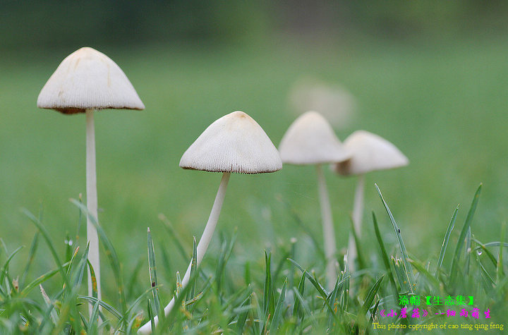 熊猫体育